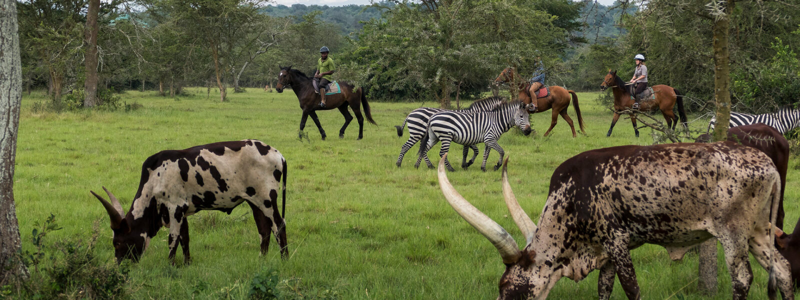 Horse riding in Lake mburo national park.