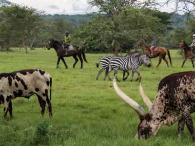 Horse riding in Lake mburo national park.