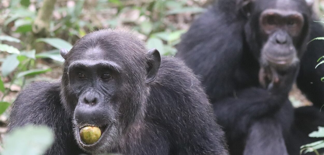 chimpanzee in Kibale forest