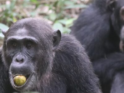 chimpanzee in Kibale forest