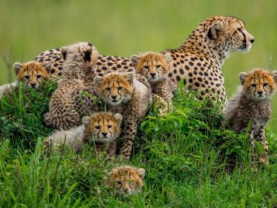 Female-Cheetah-and-the-young-cubs