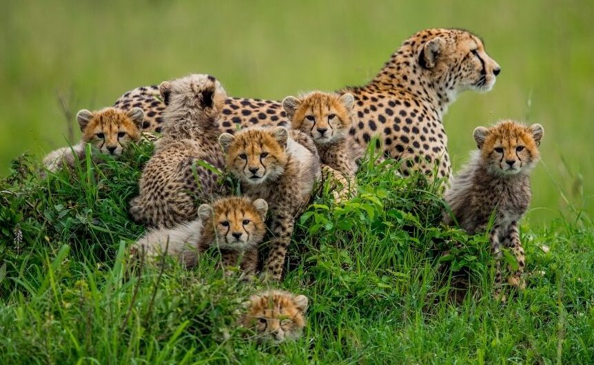 Female-Cheetah-and-the-young-cubs