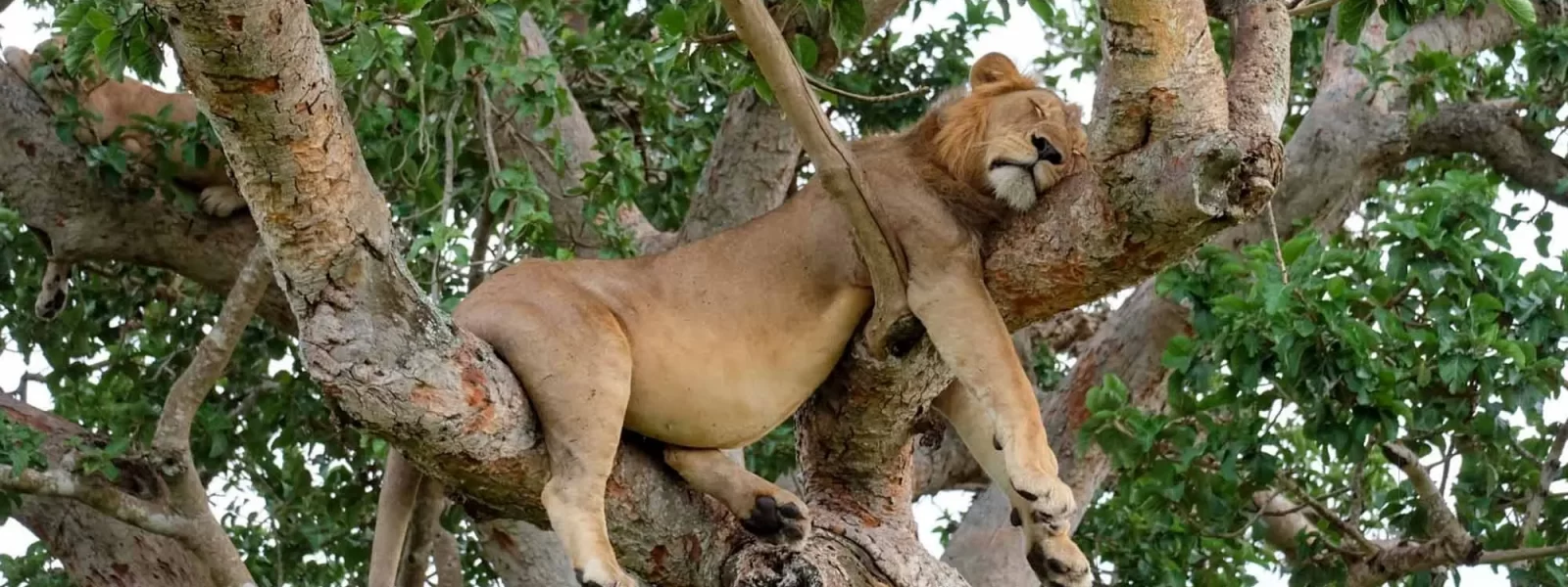 ishasha_tree_climbing_lions