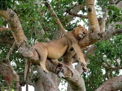 ishasha_tree_climbing_lions