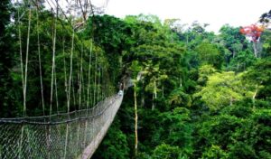 Nyungwe forest national park.