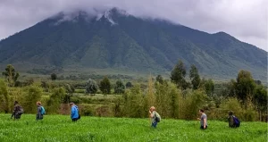 scenic walk around volcano National park.