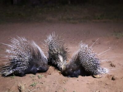 The-adult-african-porcupines-captured-at-night