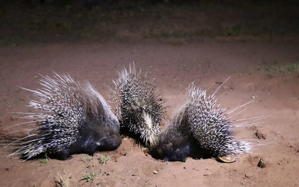 The-adult-african-porcupines-captured-at-night